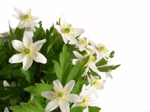 白色的花