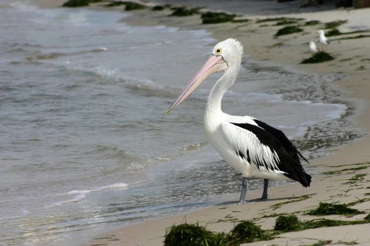 鵜鶘在Beach