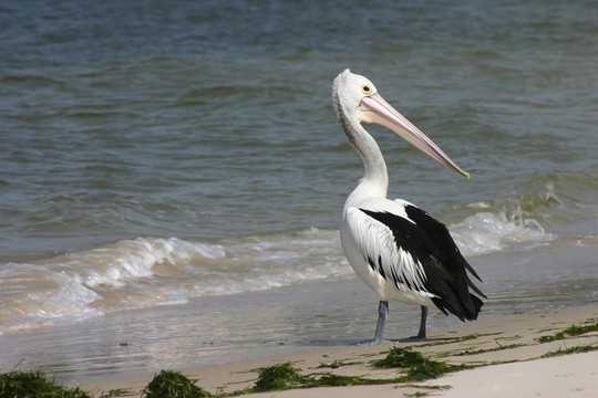 海灘鵜鶘