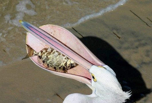 捕捉的一天