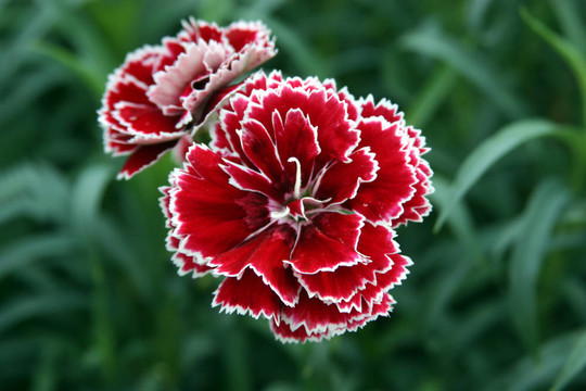 紅