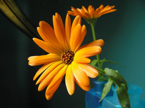 橙色的花