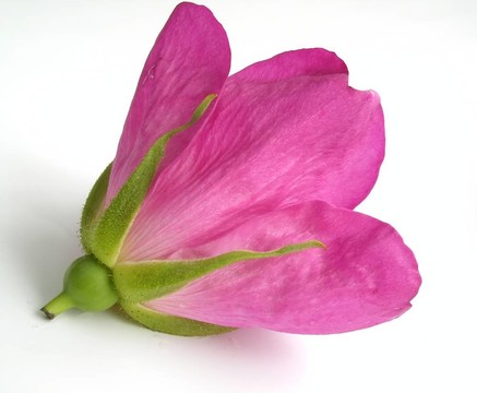 野玫瑰