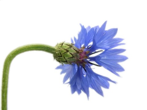 玉米的花