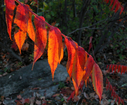 紅漆
