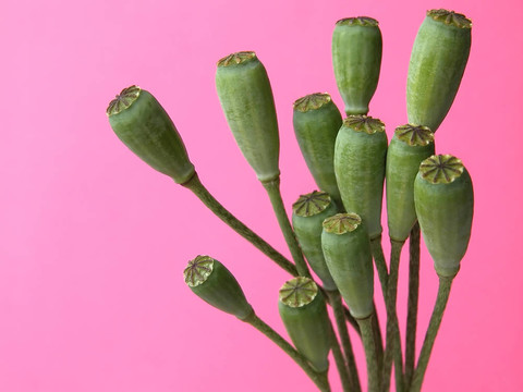 罌粟花莢