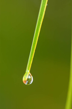 早晨的露水