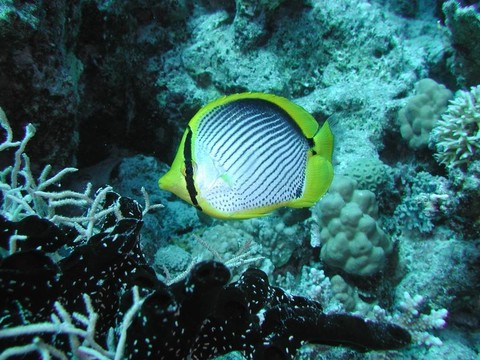 蝴蝶魚