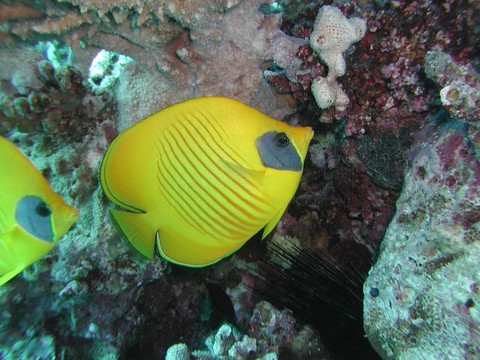 金蝴蝶2