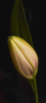花在黑
