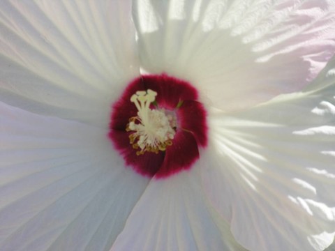 白色的花