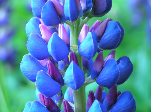 羽扇豆