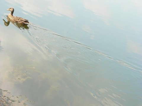鴨子游泳了