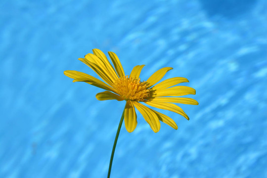 菊池