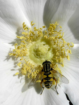 開花