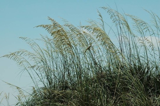 海燕麥