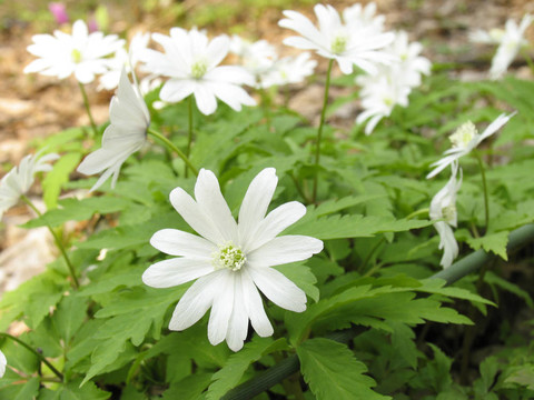 大花銀蓮花