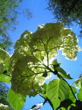 太陽(yáng)花