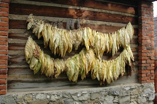 煙草