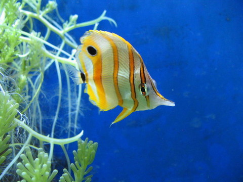 熱帶魚