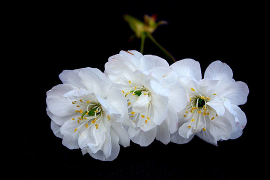櫻花