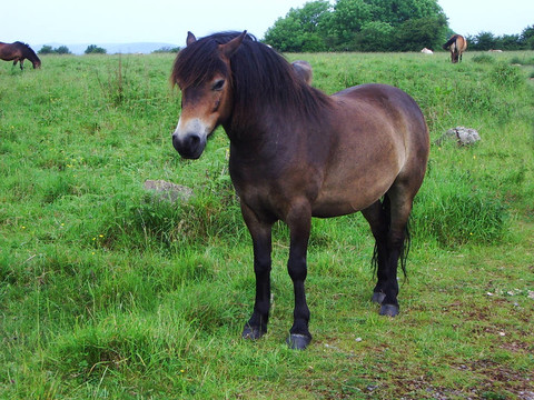 野馬