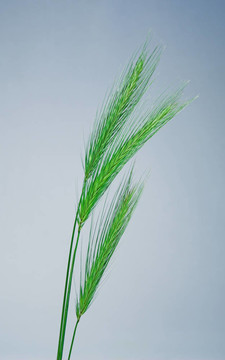 綠色小麥