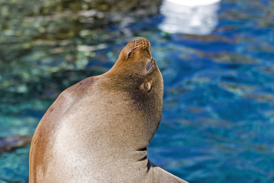 海獅