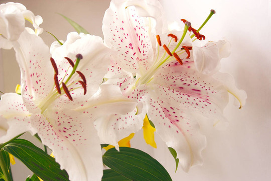 復活節(jié)的百合花
