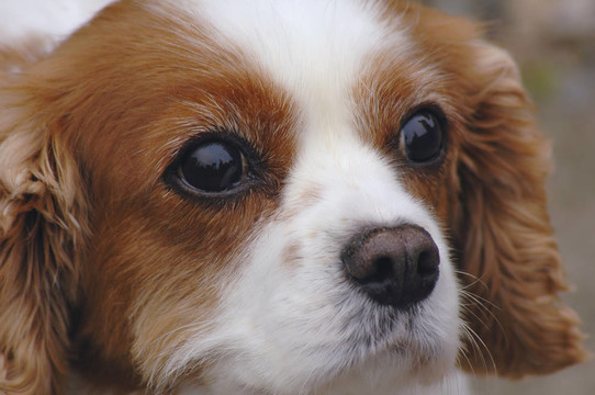 Charles Spaniel國王