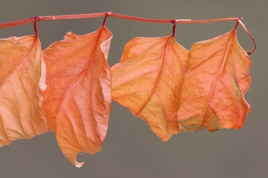 紅色的葉子