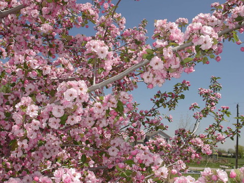蘋果花