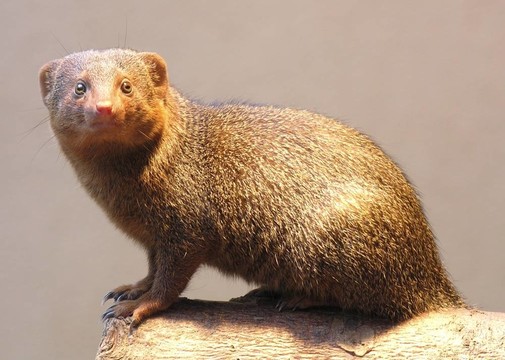 meercat