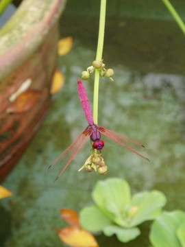 紫蜻蜓