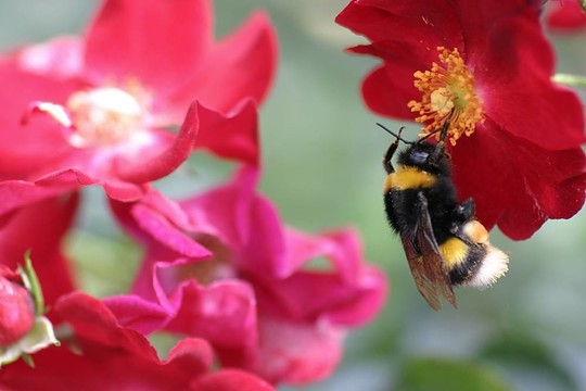 掛蜂