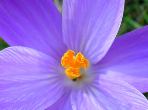 藍(lán)色的小花