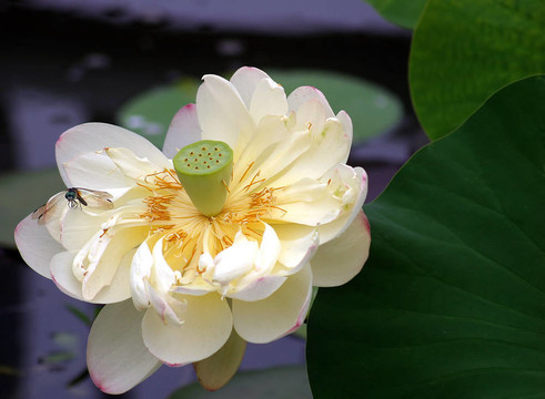 黃色的蓮花