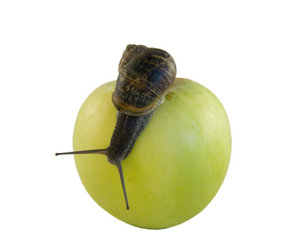 蝸牛和蘋果