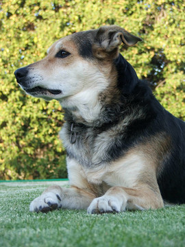 牧羊犬