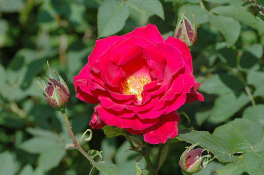紅玫瑰和3芽