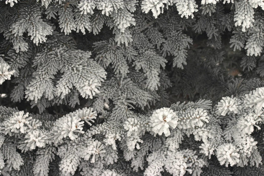 冬天的樹(shù)枝
