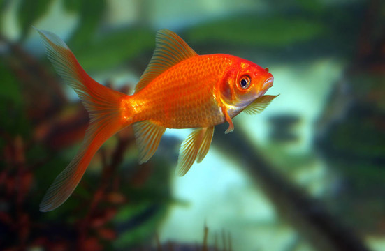 金魚(yú)的吻