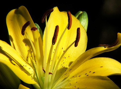 lillium