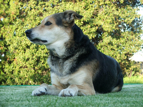 牧羊犬