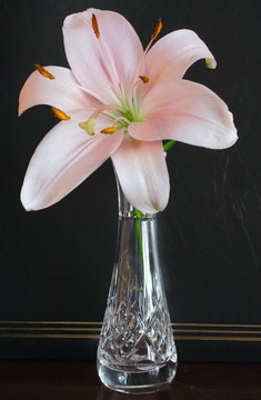 花瓶里的百合花