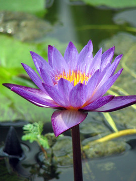 紫色蓮花盛開
