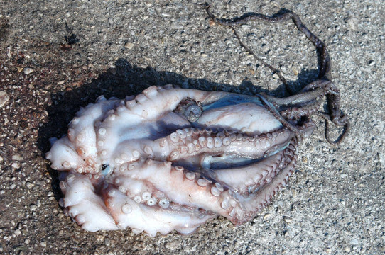 章魚(yú)1