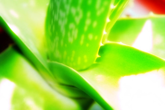 蘆薈