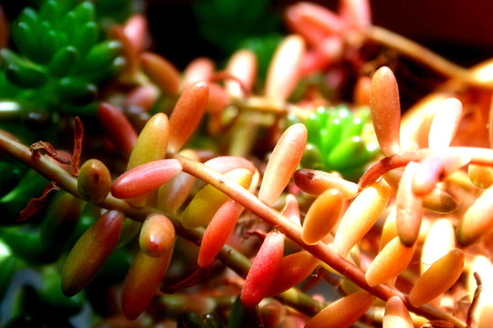 Sedum rubrot。一