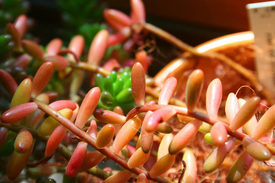 Sedum rubrot。二